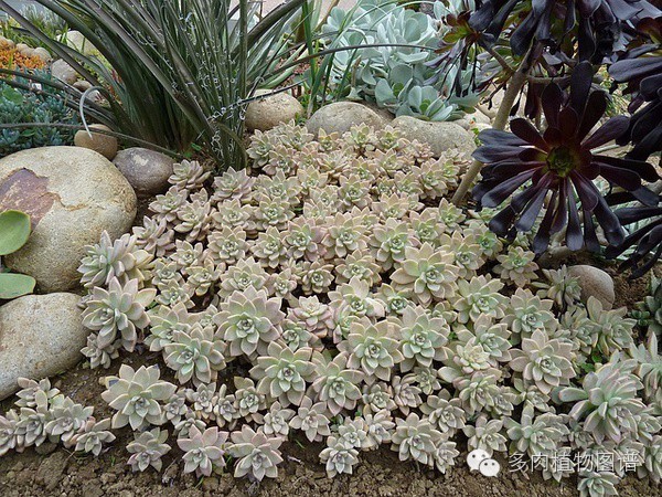 韩国精美多肉,欧美风多肉