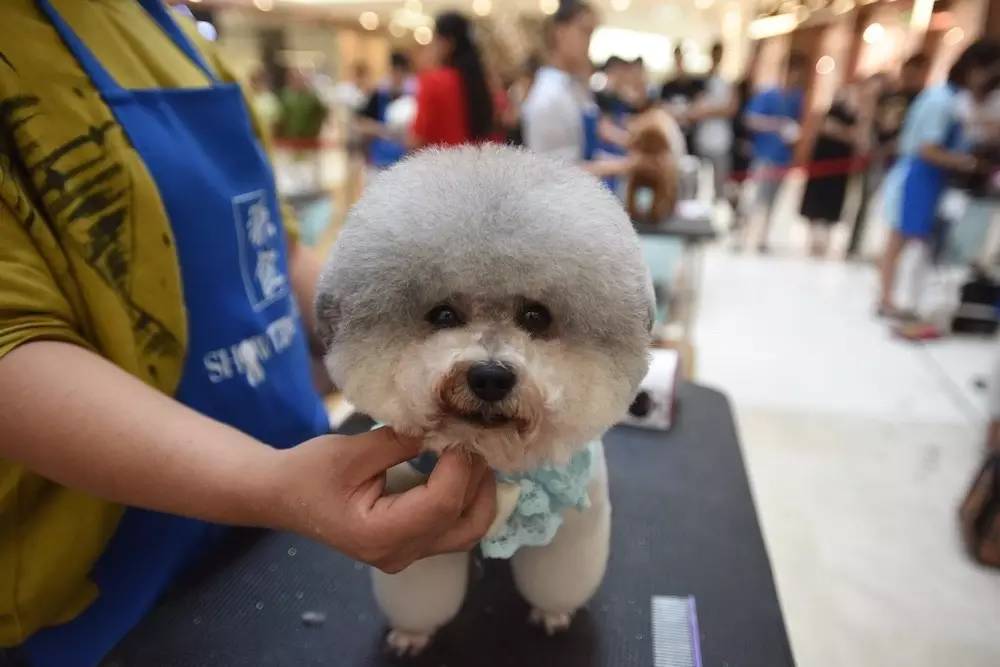 “源食”第五届中国宠物造型达人秀——哈尔滨赛区报道