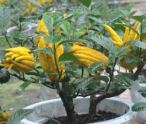 老香黄是哪三样,老香黄是什么有什么用