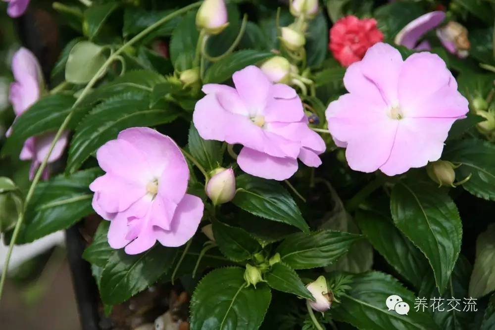 20种一二年生花卉,22种花朵