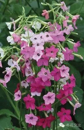 20种一二年生花卉,22种花朵