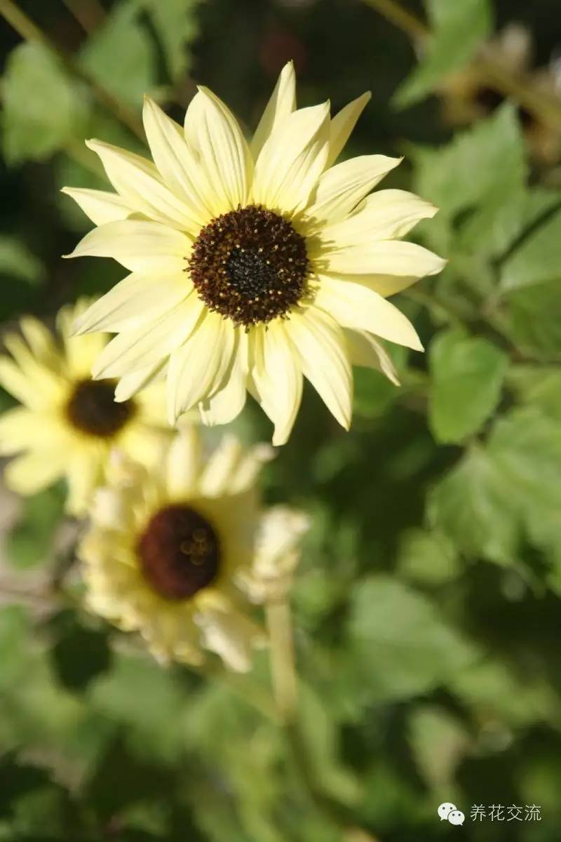 20种一二年生花卉,22种花朵