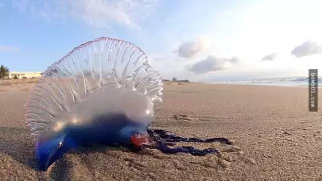 夏天带宝宝去海边玩注意什么,带娃到海边玩一定要注意安全