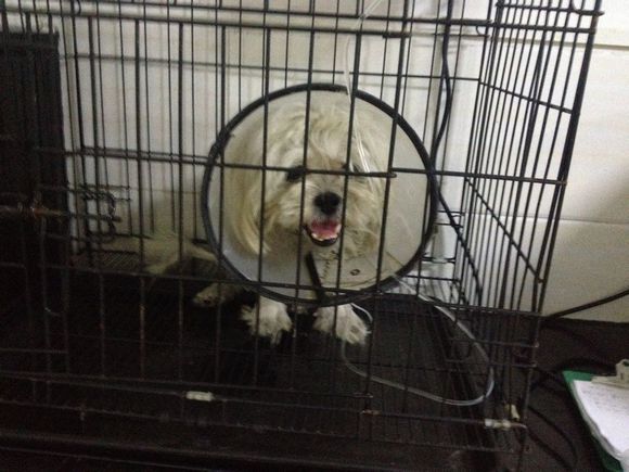 拯救狗狗不被蜜蜂蜇,拯救狗狗原版