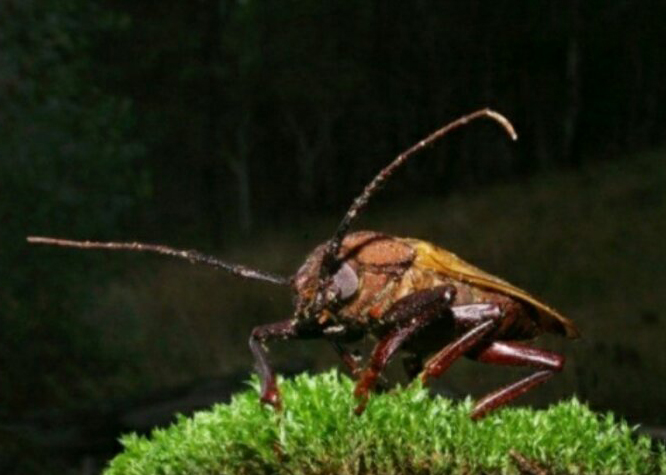 哪些昆虫可以在核辐射生存,核辐射后的昆虫