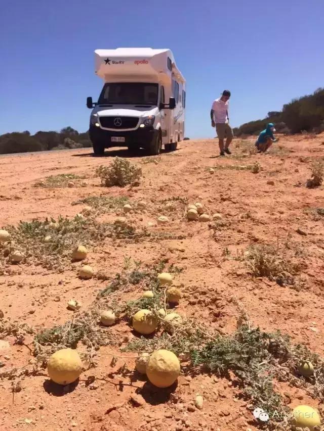 在澳洲租房车贵吗,租房车在澳洲