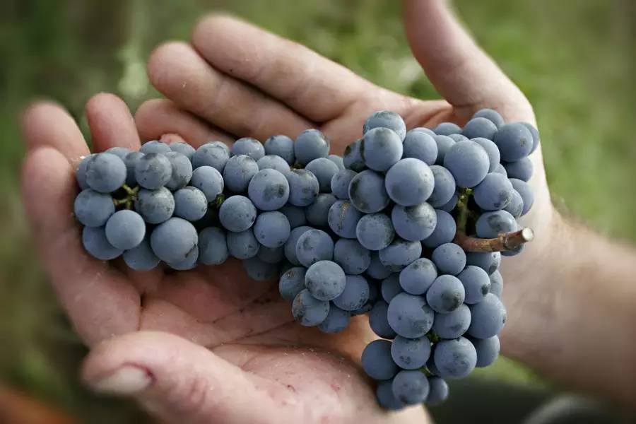 葡萄牙新手入门教程,葡萄牙vivere葡萄酒