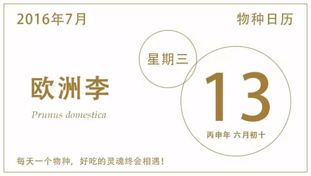 餐桌物种日历|7月13日欧洲李