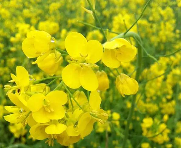 正宗日本芥末,这些年我们吃的东西