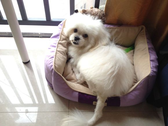 拯救狗狗不被蜜蜂蜇,拯救狗狗原版