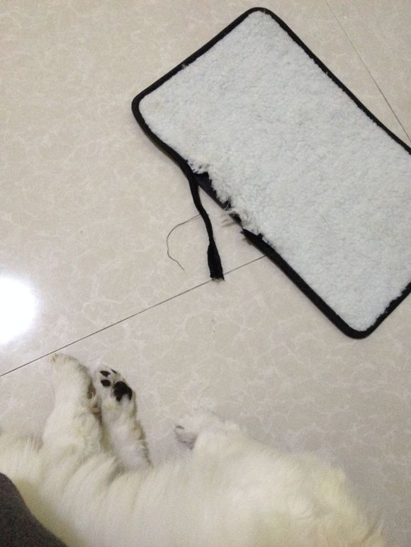 拯救狗狗不被蜜蜂蜇,拯救狗狗原版