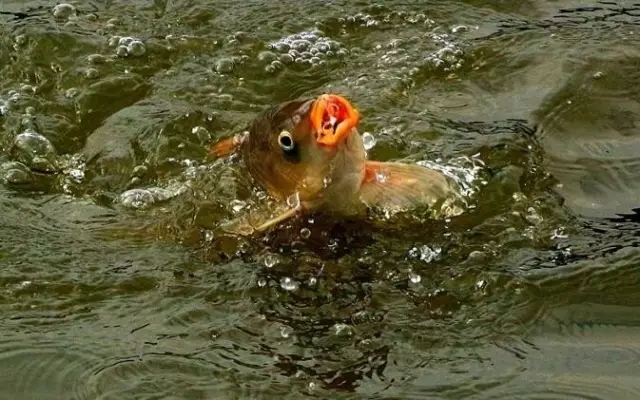 决定新手渔获的八个垂钓要点,垂钓经验技巧进阶