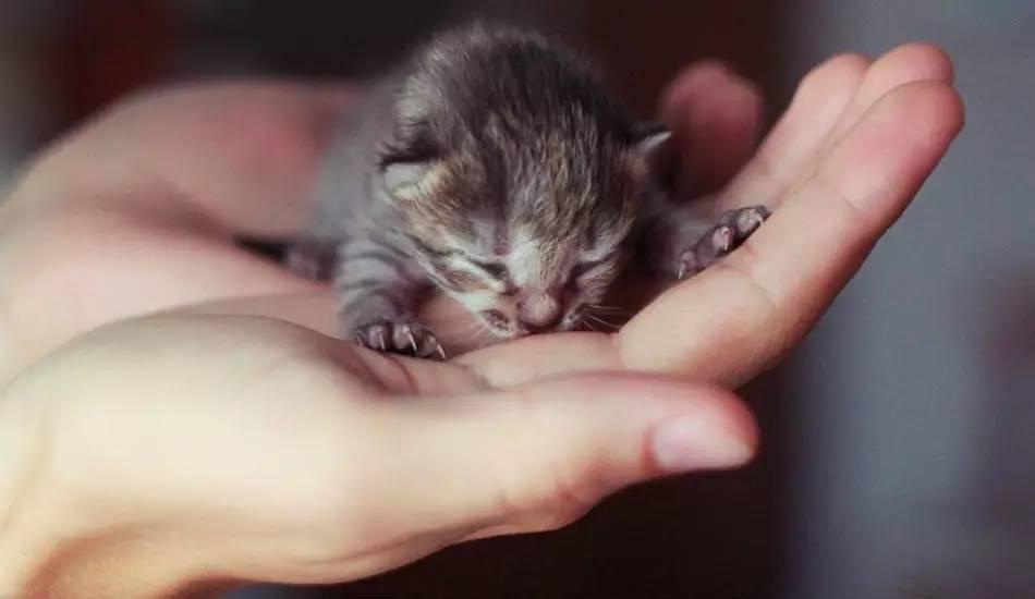 家里来了流浪小奶猫怎么办,家里来了猫怎么喂