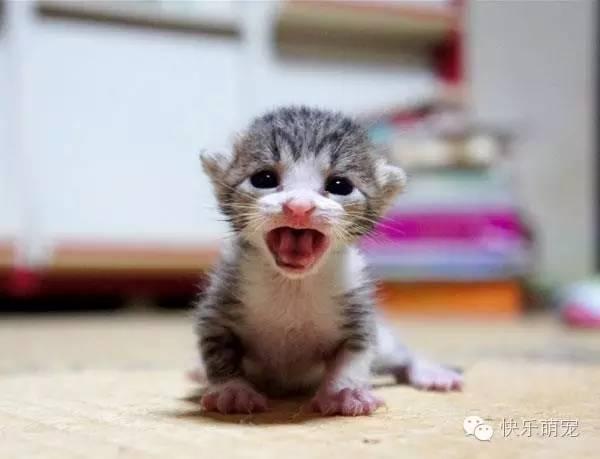 家里来了流浪小奶猫怎么办,家里来了猫怎么喂