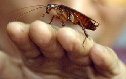 哪些昆虫可以在核辐射生存,核辐射后的昆虫