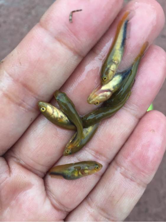 河里捞上来的小鱼叫什么,河里随便一捞就有一堆小鱼苗