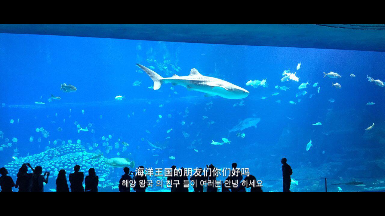 水母死后会变成水不留痕迹,水母死后真的会变成一滩水吗