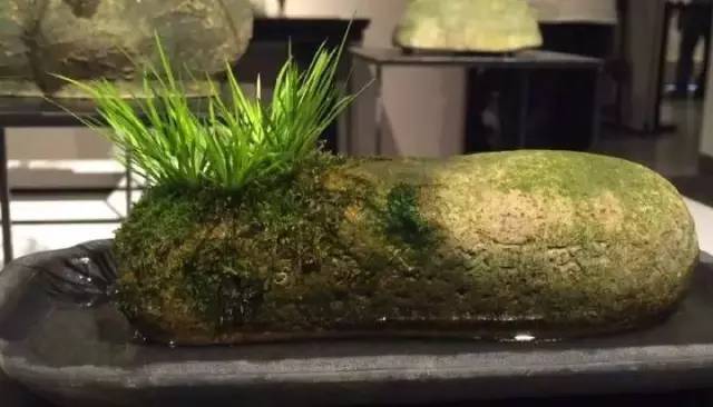 他身为美发师，却潜心钻研一株小草，短短2年竟成业界达人！