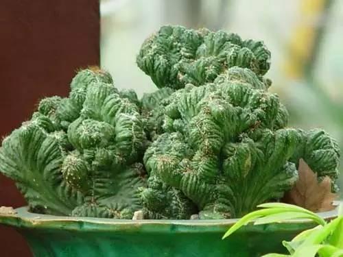 山影拳怎么养出那么怪的模样？教你杜绝病虫和开花