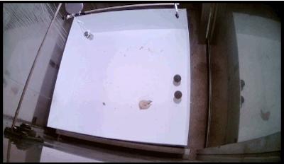 鸭子抽象思维,鸭子似乎是一种很傻的动物吗