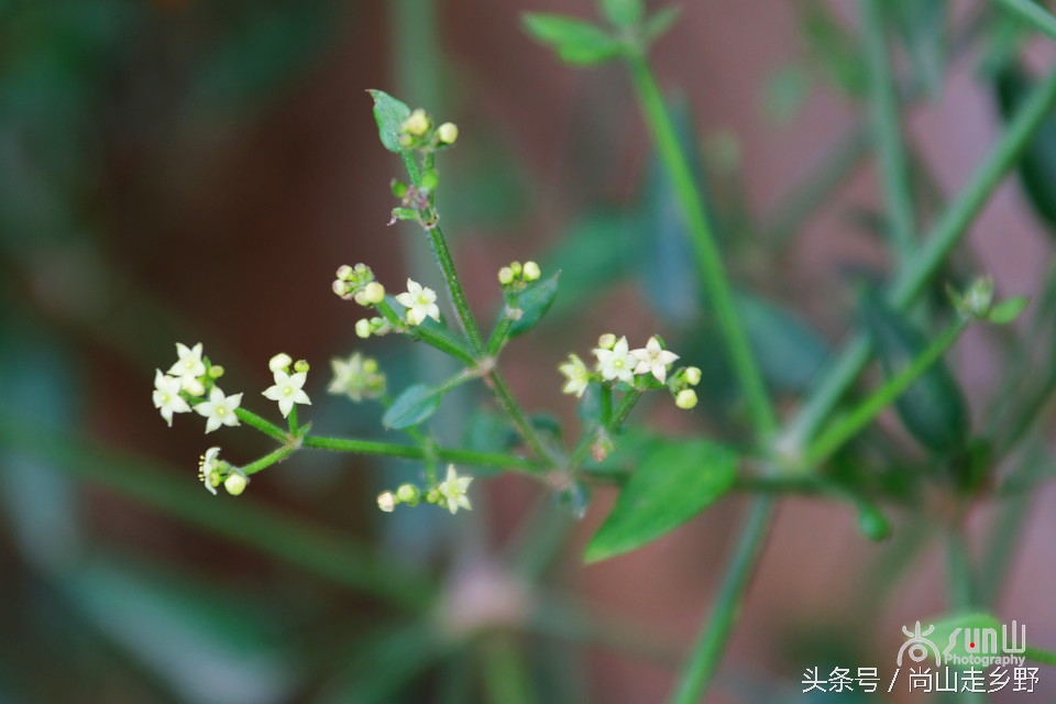 农村人用的红色染料是什么,人类最原始的染料