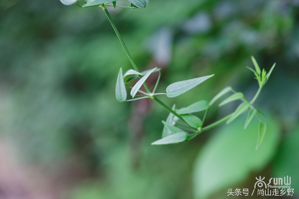 农村人用的红色染料是什么,人类最原始的染料