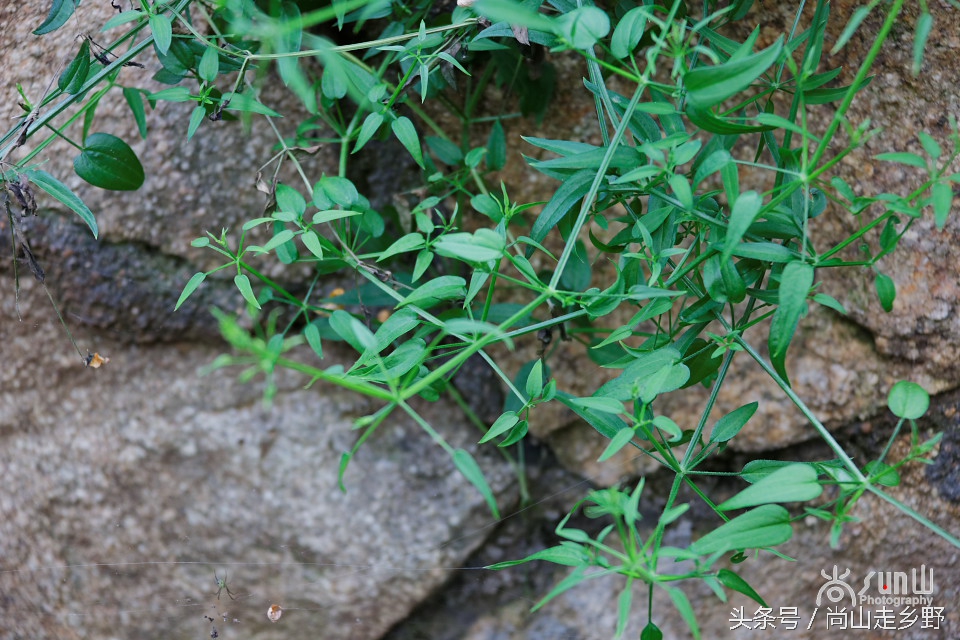 它是地之血，却还能止血，并且是历史悠久的植物染料！