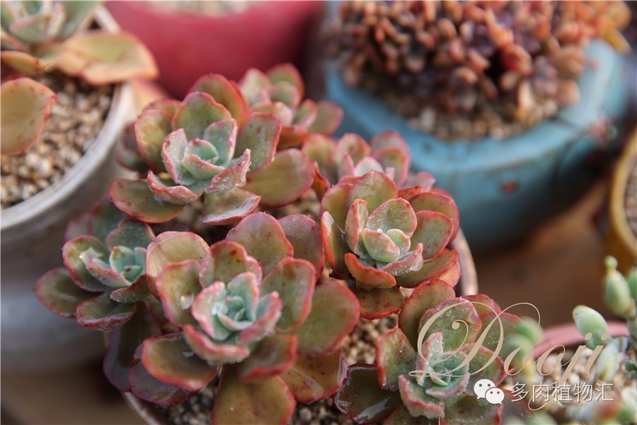 多肉植物黄叶是怎么回事,多肉黄叶发霉怎么治