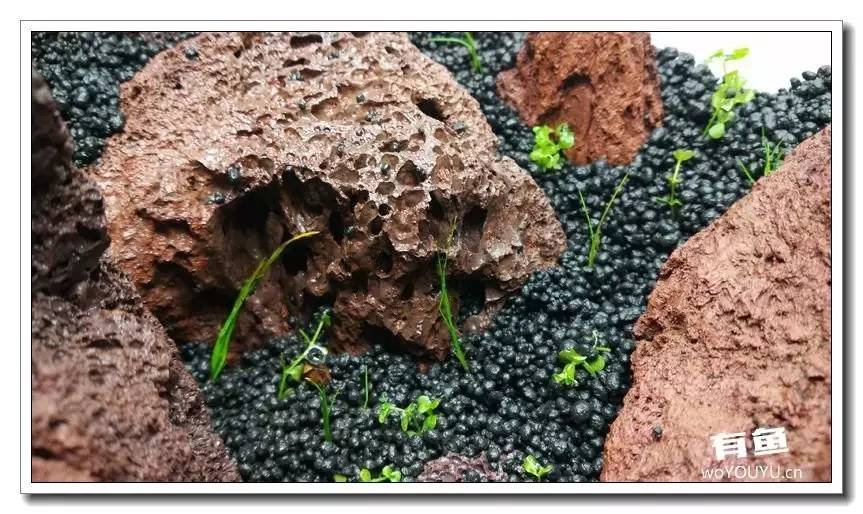 新手小白原生缸开缸教程,鱼缸怎么用高锰酸钾开缸详细教程