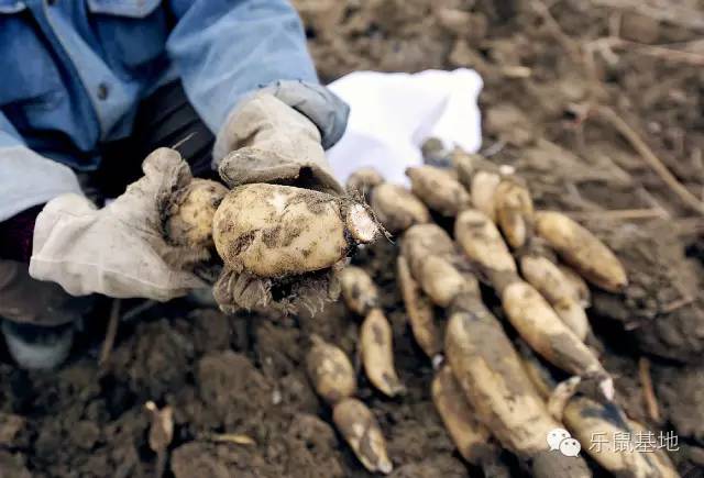 莲花很美,莲花应该怎么吃