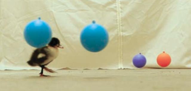 鸭子抽象思维,鸭子似乎是一种很傻的动物吗