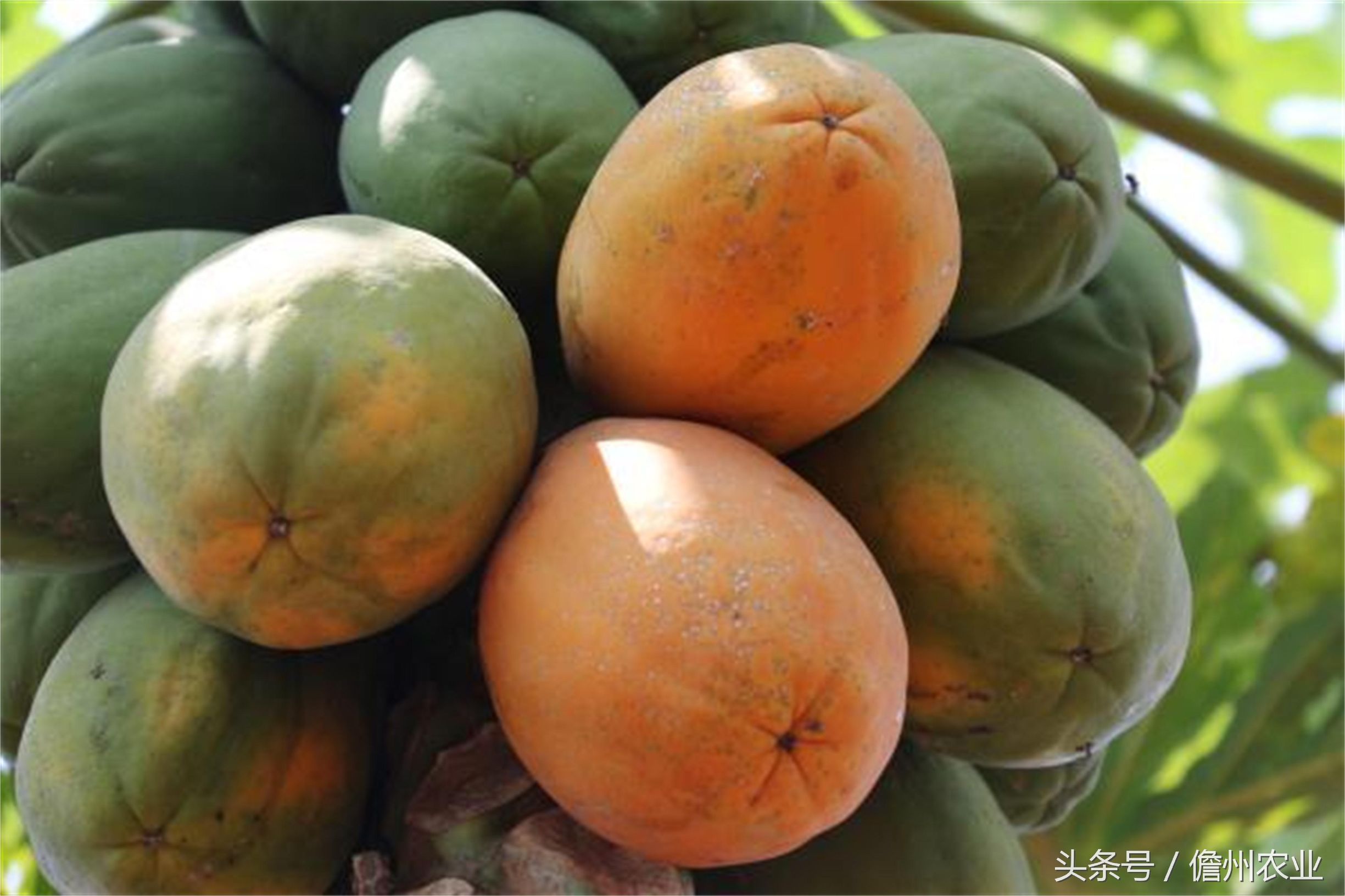 木瓜排骨汤是凉性的吗,木瓜莲子排骨汤的做法