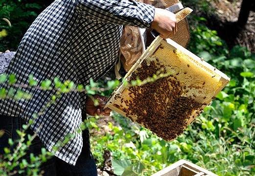 做蜂蜜面膜哪种蜂蜜最适合,蜂蜜面膜是最好的面膜
