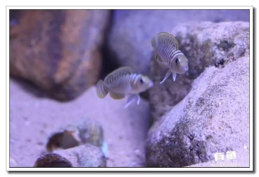 养了一个月的鱼突然大批死亡,斗鱼孵化后小鱼换水团灭