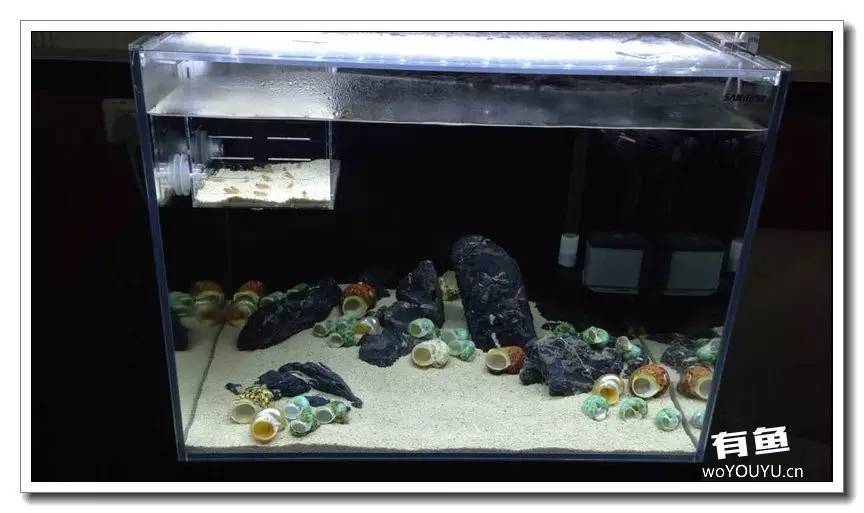 养了一个月的鱼突然大批死亡,斗鱼孵化后小鱼换水团灭