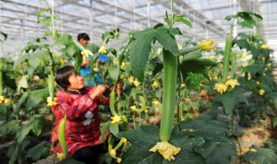 榆中县：果蔬上“云端”农民收入翻了番