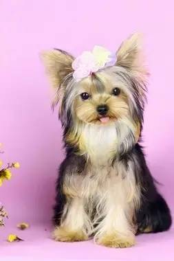 萌宠版flower约克夏,萌宠约克夏修剪技巧