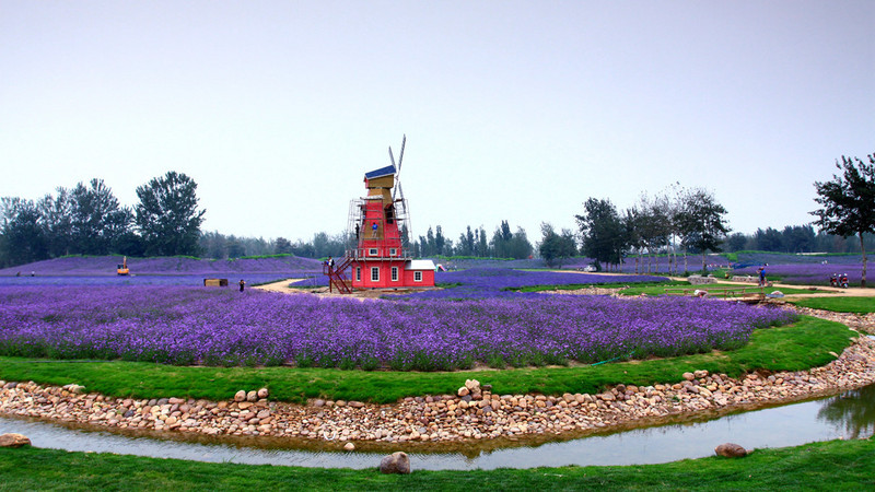 北京薰衣草庄园人间花海,京津冀薰衣草基地