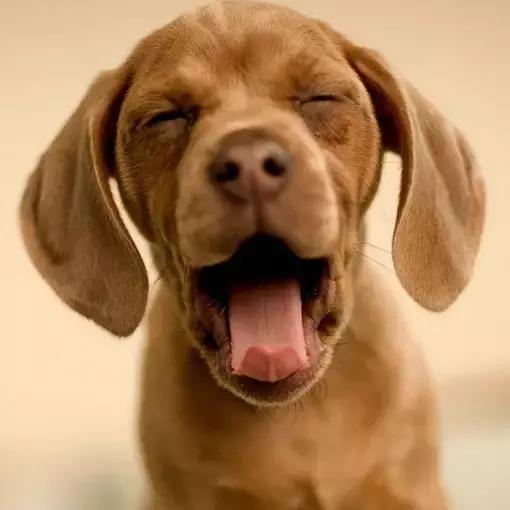 肌肉型萝卜腿瘦腿全方案,一周快速瘦腿秘诀告别小粗腿