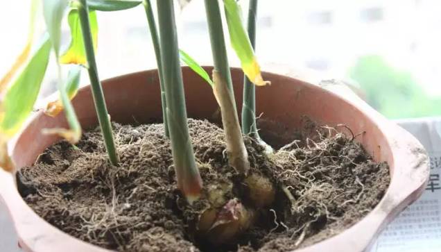 沙土花盆种姜的全部过程,花盆种植姜的方法和技巧