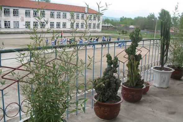 山影拳怎么养出那么怪的模样？教你杜绝病虫和开花