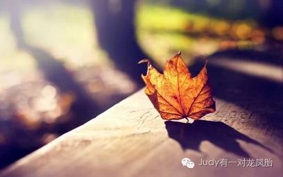 龙凤胎怎么形成,龙凤胎是怎么生出来的动画