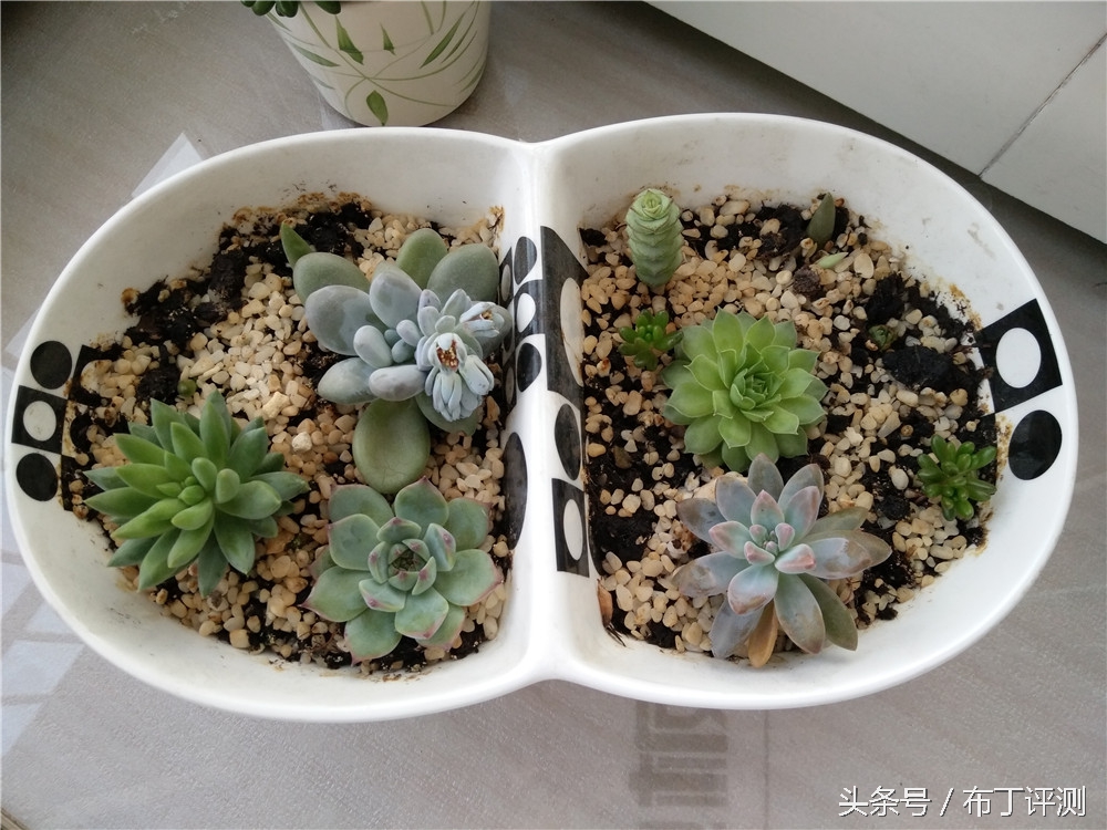 不止是1600万像素柔光自拍，vivox7全面体验评测！