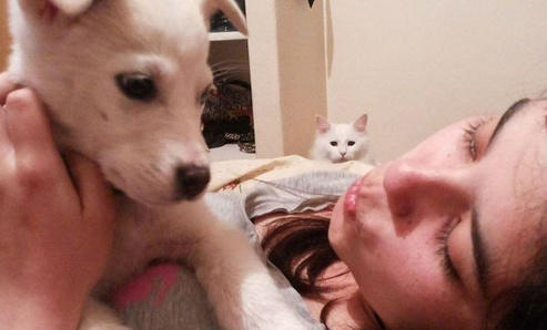 主人正专心逗狗，没想到狗狗一脸面瘫，而不远处猫咪的醋坛子翻了