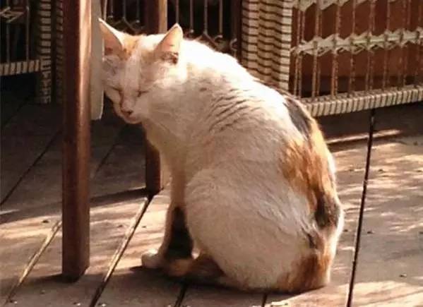 找童年!超有料の动漫主题度假酒店