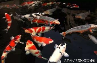 锦鲤擦池的原因,冬天锦鲤擦池底怎么回事