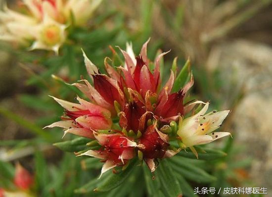 高原人参是哪味药,人参怎么吃才补气养血