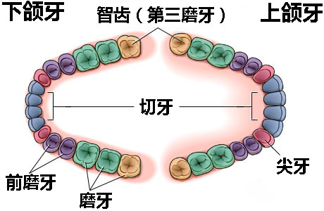 智齿发炎烦恼,智齿含牙囊肿需要尽早拔除吗
