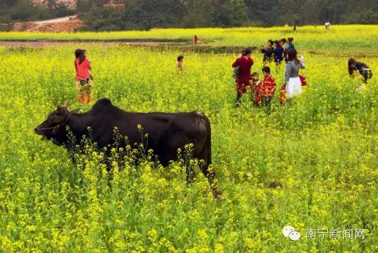 南宁漫山遍野的格桑花盛开,南宁最美小众花海