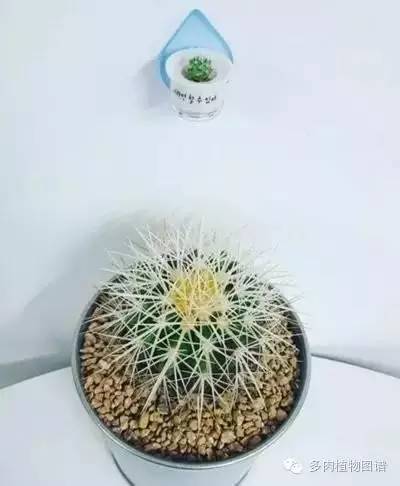 多肉植物韩国小芦荟,多肉花盆韩国拇指盆